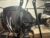 Parsun 25 hp 4 Stroke Outboard Motor