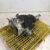 SUBARU CVT TRANSMISSION DOHC FB20 FB25 TR580DD5AA